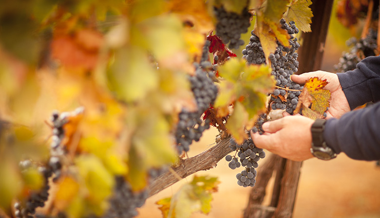 Côte de Nuits: visita guiada con cata de vinos - desde Beaune