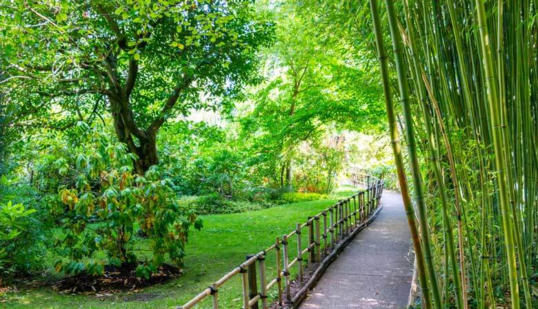 Japanischer Garten am teich von Giverny