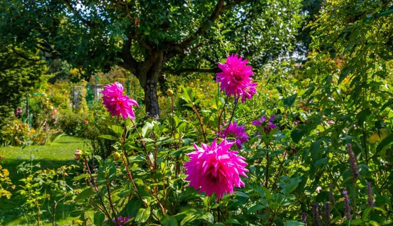 Fleurs dans le jardin de Claude Monet 