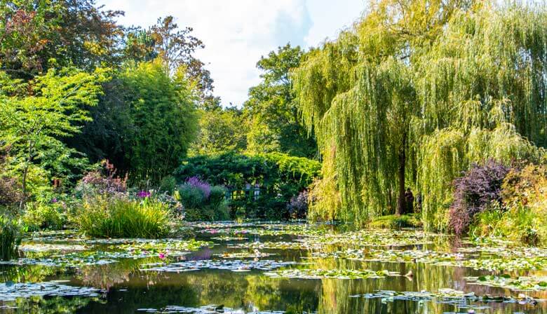 Trees in the water garden of Giverny 