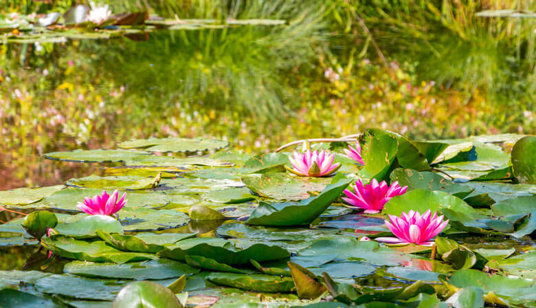 Lírios de água no jardim de Claude Monet