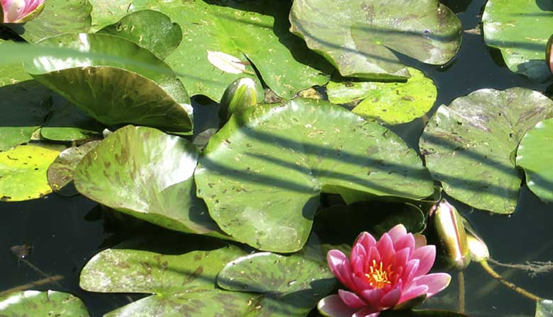 Pond with nympheas in Giverny's gardens