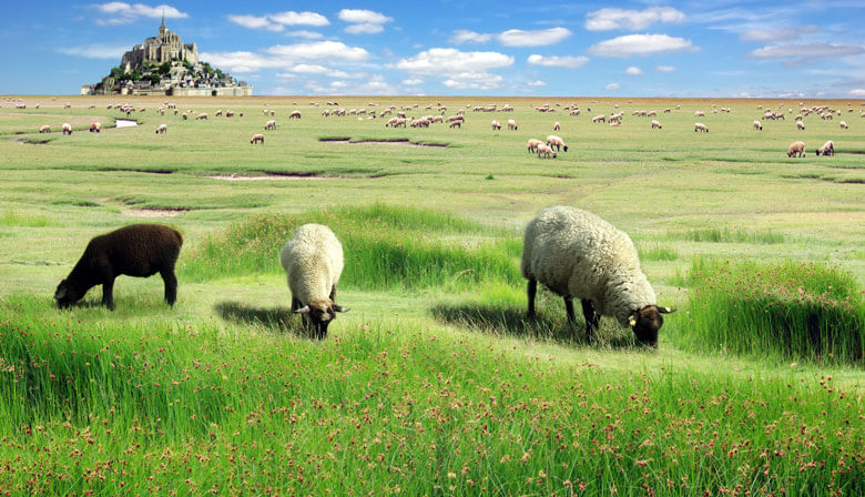 Campo ao redor do Monte Saint Michel