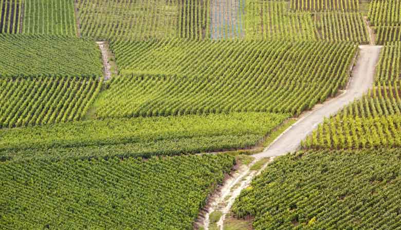 Champagne Moet and Chandon Private Tour with Tastings from Reims