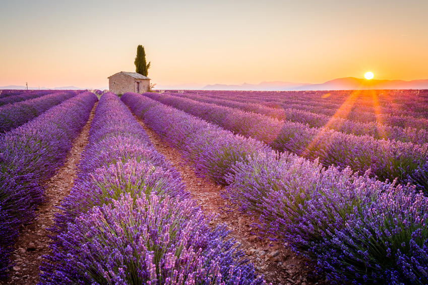 tour de france lavender fields